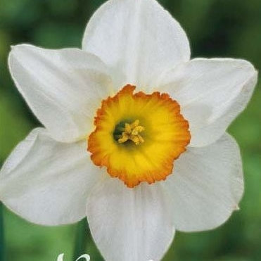 Narcissus Barrett Browning 5-pakning