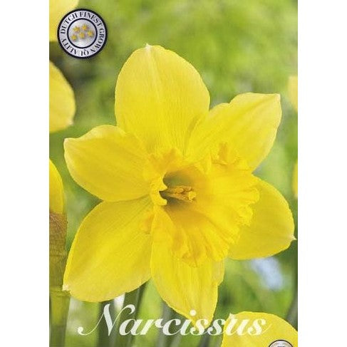 Narcissus Carlton 5-pakning
