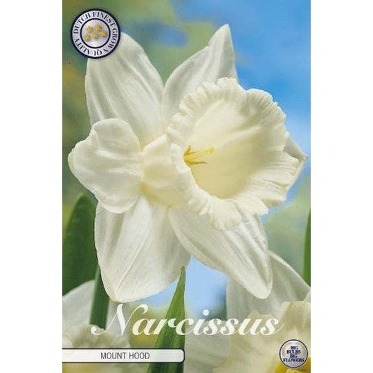 Narcissus Mount Hood 5-pakk