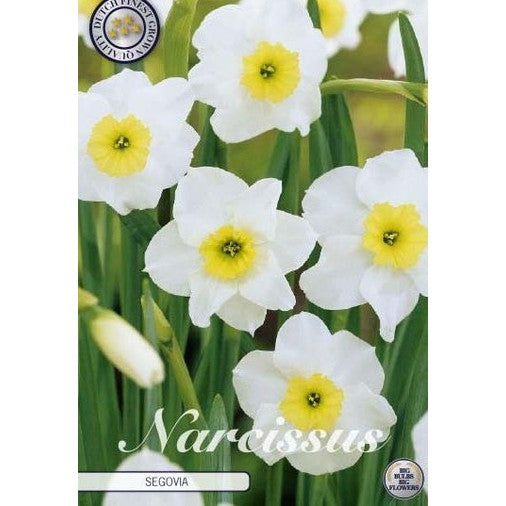 Narcissus 'Segovia' 10-pakning