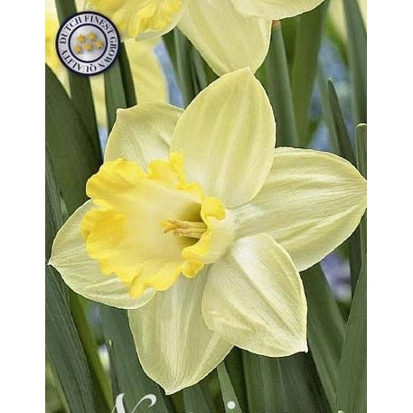 Narcissus 'Ladea' 5-pakk