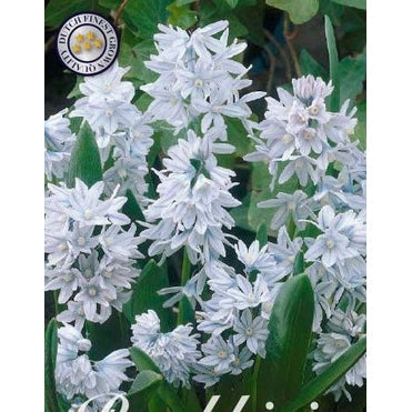 Porselenshyasint-Puschkinia Libanotica 'Scilloides var. Libanotica' 20-pakning