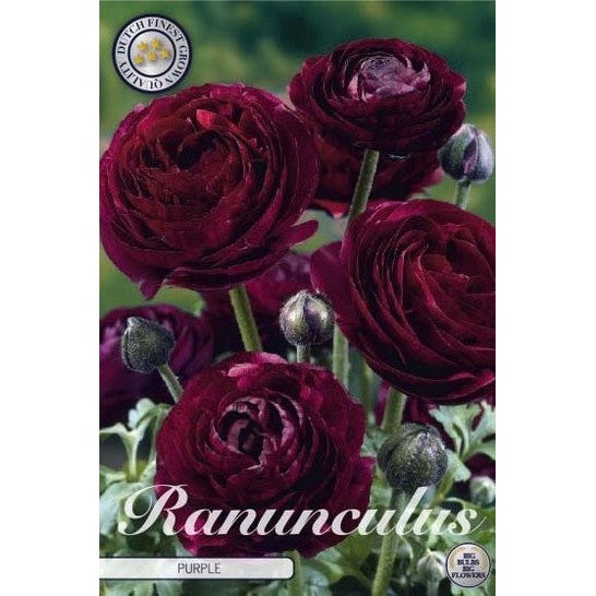 Bukettranunkel - Ranunculus asiaticus 'Purple' 10-pakning