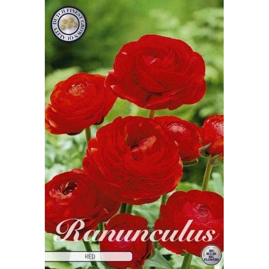 Bukettranunkel - Ranunculus asiaticus 'Red' 10-pakning