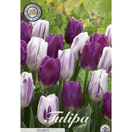 Tulipan Atlantic 10-pakke