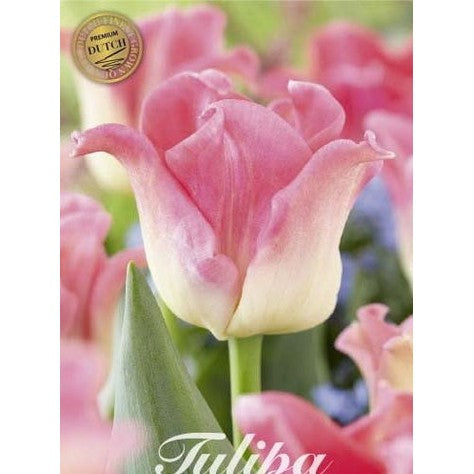 Tulipan Crown of Dynasty (premium) 7-pakning