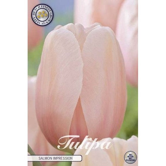 Tulipan Salmon Impression 10-pakning