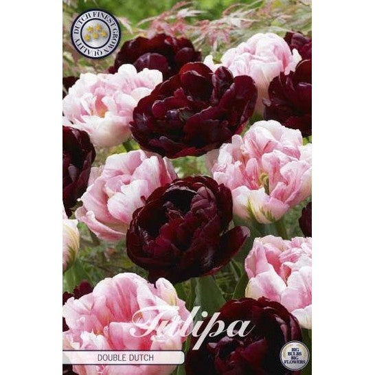 Tulipan Double Dutch 10-pakning