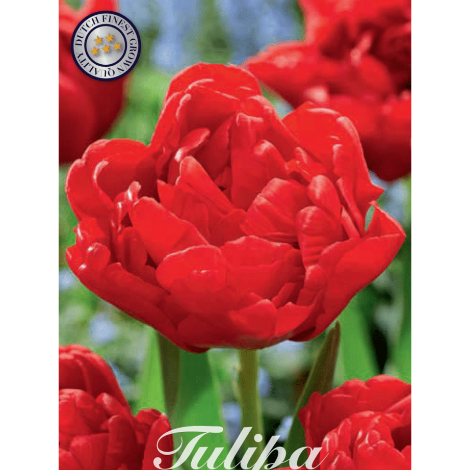 Tulipan Abba 7-pakning