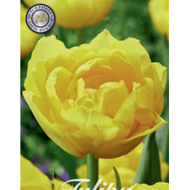 Tulipan 'Marie Jo' 7-pakning