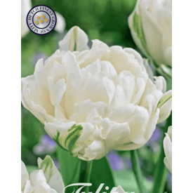 Tulipan Mondial 7-pakning