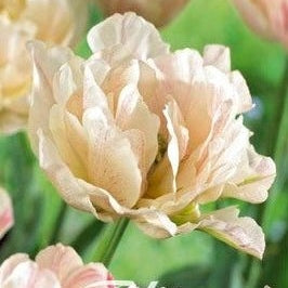 Tulipan 'Silk Road' 7-pakning