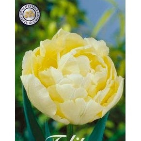 Tulipan 'Verona' 7-pakning