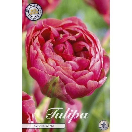 Tulipan 'Amazing Grace' 7-pakning