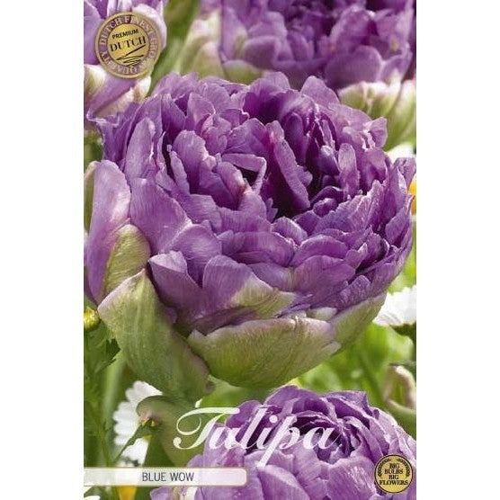 Tulipan Blue Wow (premium) 7-pakning