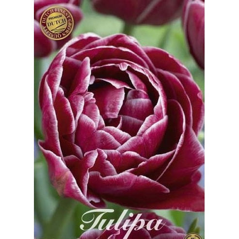 Tulipan Dream Touch (premium) 7-pakning