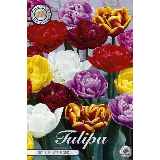 Tulipan Double Late Mixed 10-pakning