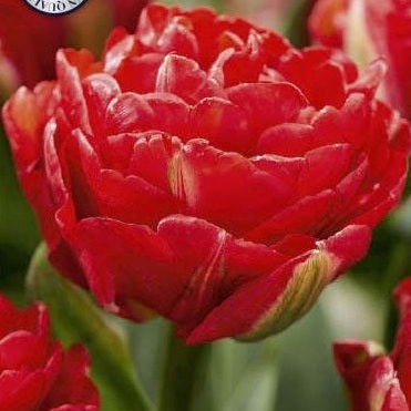 Tulipan Pamplona 7-pakning