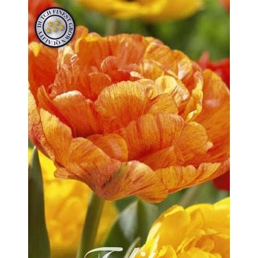 Tulipan Sunlover 7-pakk