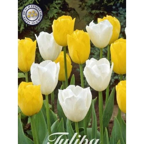 Tulipan Early Sunshine 10-pakning