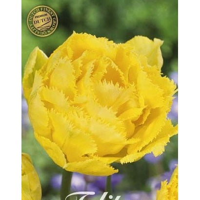 Tulipan Exotic Sun (premium) 7-pakning