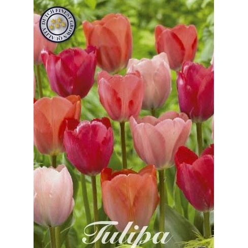 Tulipan Flower Parade 10-pakning