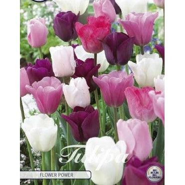 Tulipan Flower Power 10-pakning