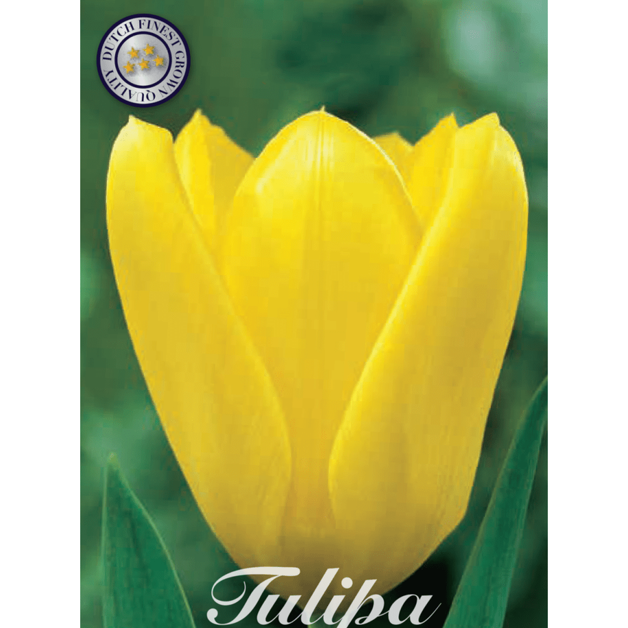 Tulipan Candela 10-pakk