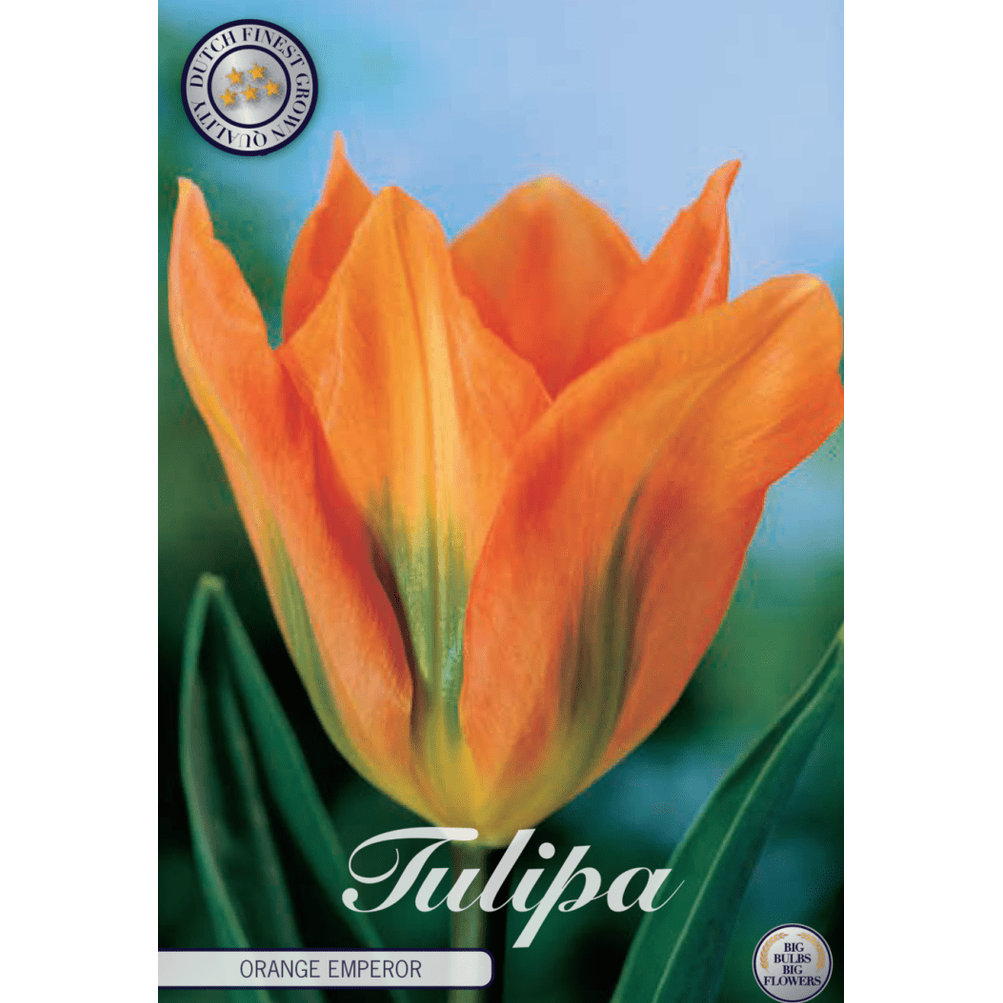Tulipan Orange Emperor 10-pakning