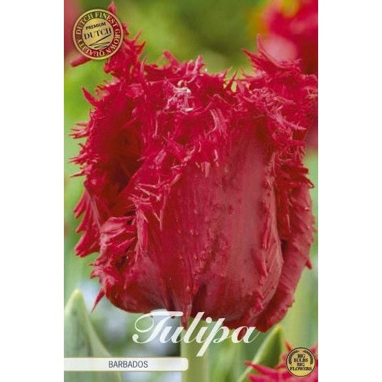 Tulipan Barbados (premium) 7-pakning