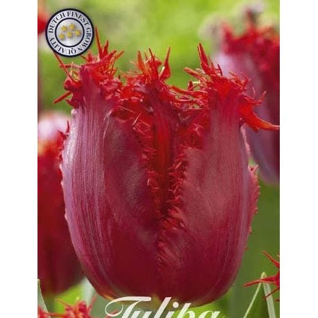 Tulipan Crystal Beauty 10-pakning
