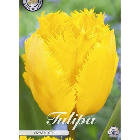 Tulipan Crystal Star 10-pakning
