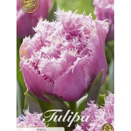 Tulipan Perth (premium) 7-pakning