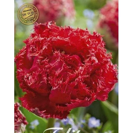 Tulipan Quatar (premium) 7-pakning