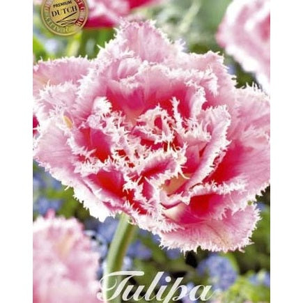 Tulipan Queensland (premium) 7-pakning