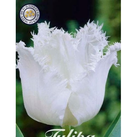 Tulipan Honeymoon 7-pakning