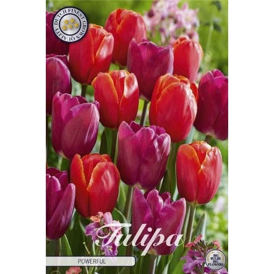 Tulipan 'Powerful' 10-pakning
