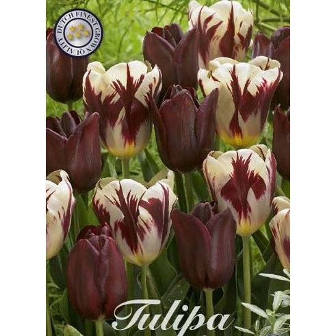 Tulipan Grand Style 10-pakning