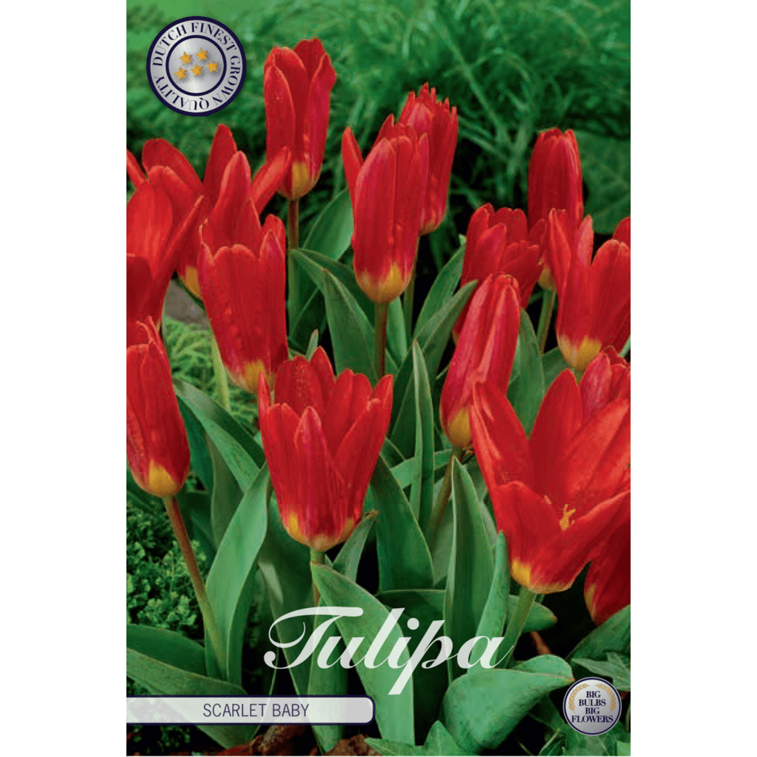 Tulipan Scarlet Baby 10-pakning
