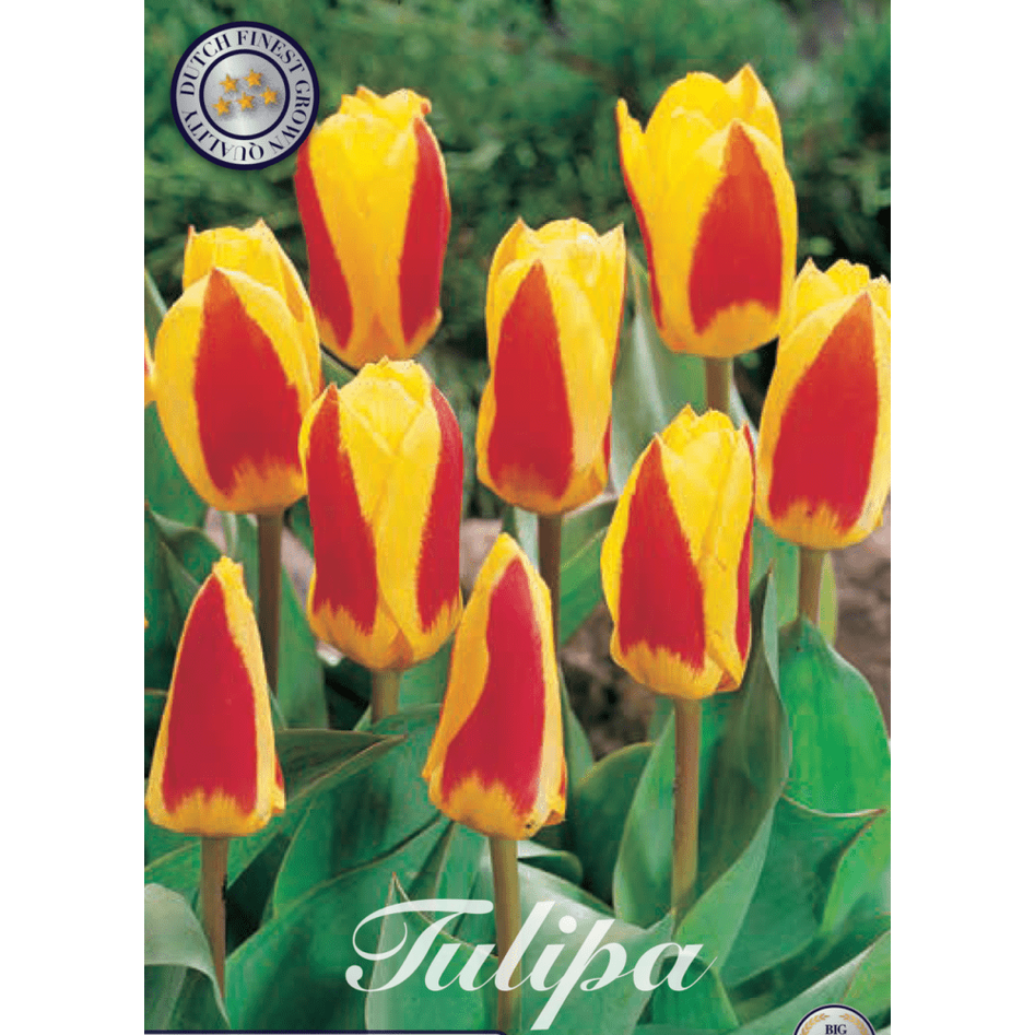 Tulipan Stresa 7-pakning
