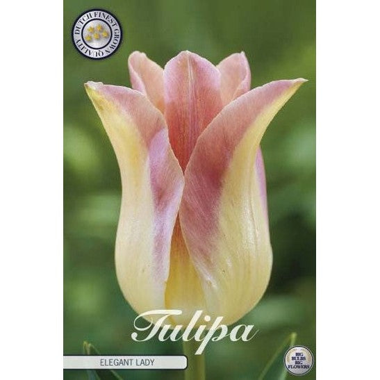 Tulipan 'Elegant Lady' 7-pakning