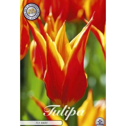Tulipan Marilyn 7-pakning