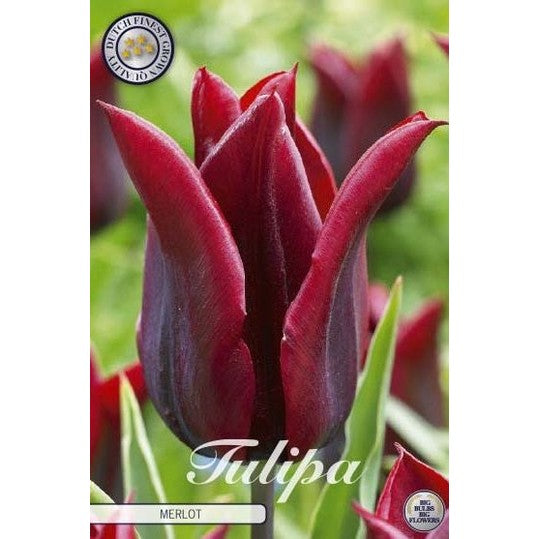 Tulipan Merlot 7-pakning