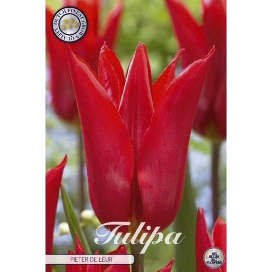 Tulipan Pieter de Leur 7-pakning