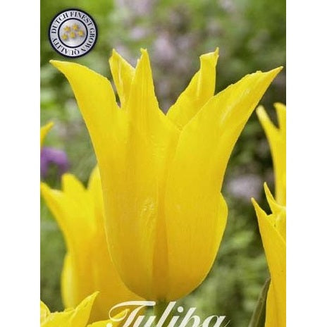 Tulipan Schiedam 7-pakk