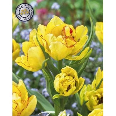 Tulipan Aquilla 7-pakning