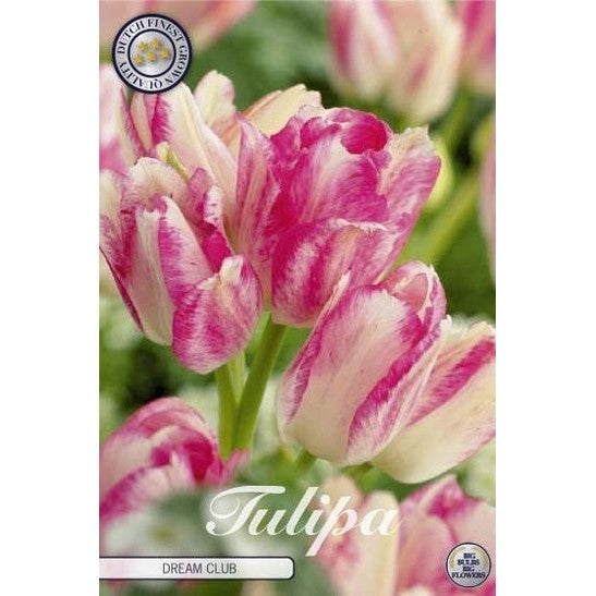 Tulipan Dream Club 7-pakning