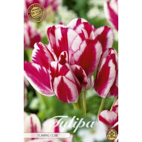 Tulipan Flaming Club (premium) 7-pakning