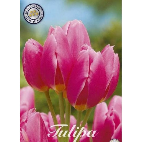 Tulipan Happy Family 7-pakning