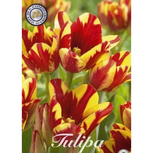 Tulipan Wonder Club 7-pakning